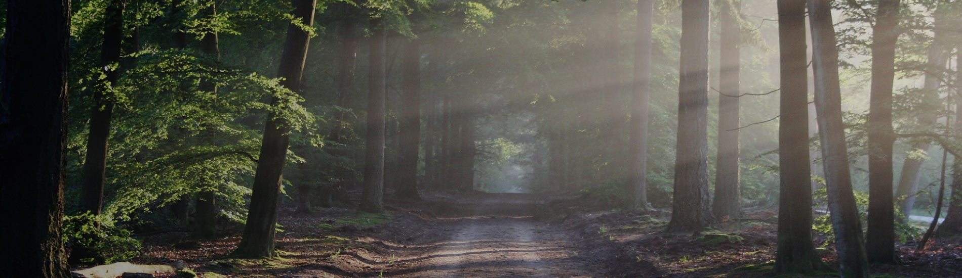 Mobilizing Cultural Safety and Humility in Professional Practice